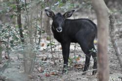 Phnom Tamao Zoo and Wildlife Rescue Center (PTWRC)