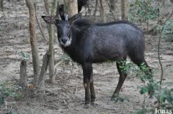 Phnom Tamao Zoo and Wildlife Rescue Center (PTWRC)