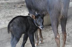 Phnom Tamao Zoo and Wildlife Rescue Center (PTWRC)
