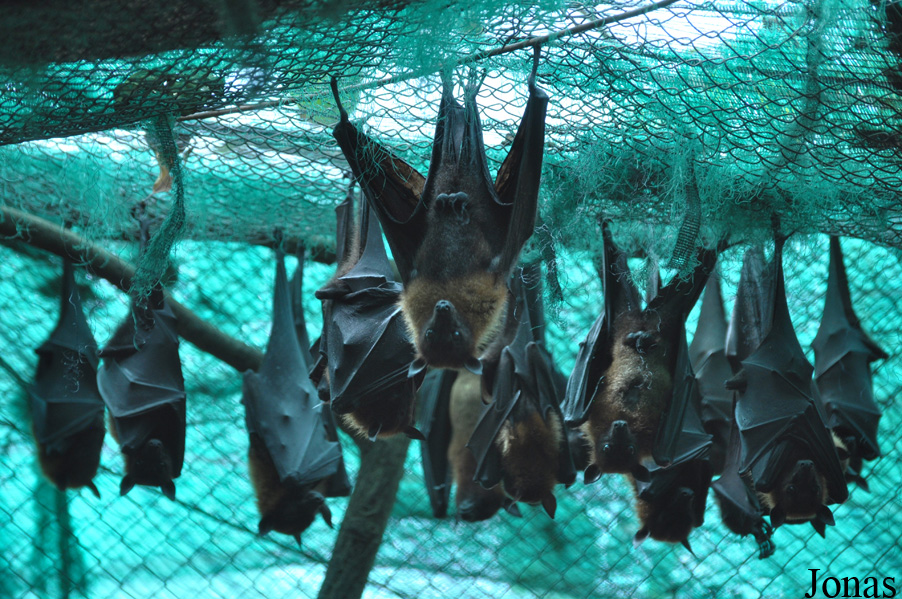 Phnom Tamao Zoo and Wildlife Rescue Center (PTWRC)