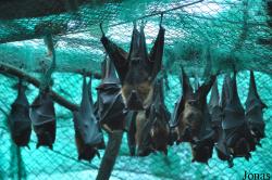 Phnom Tamao Zoo and Wildlife Rescue Center (PTWRC)