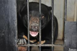 Helarctos malayanus x Ursus thibetanus