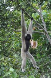 Phnom Tamao Zoo and Wildlife Rescue Center (PTWRC)