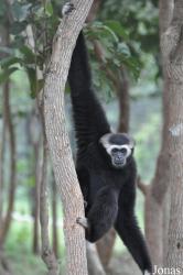 Phnom Tamao Zoo and Wildlife Rescue Center (PTWRC)