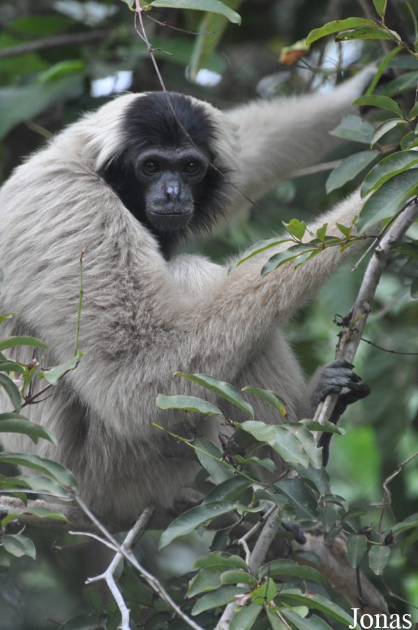 Phnom Tamao Zoo and Wildlife Rescue Center (PTWRC)