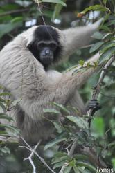 Phnom Tamao Zoo and Wildlife Rescue Center (PTWRC)