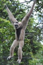 Phnom Tamao Zoo and Wildlife Rescue Center (PTWRC)