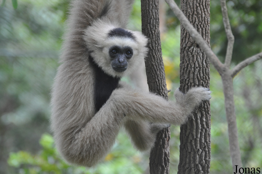 Phnom Tamao Zoo and Wildlife Rescue Center (PTWRC)
