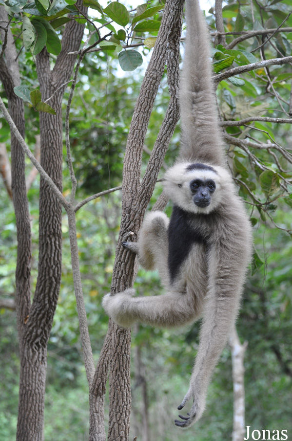 Phnom Tamao Zoo and Wildlife Rescue Center (PTWRC)