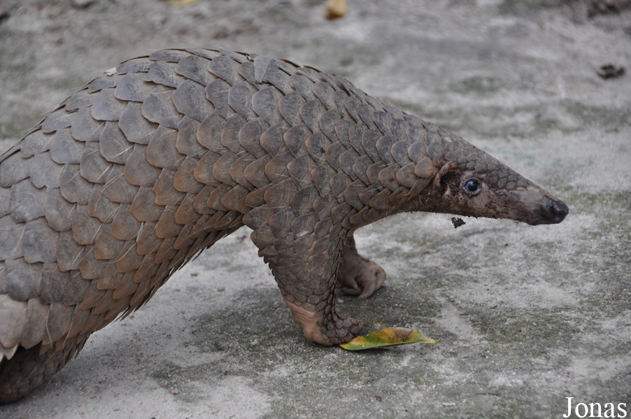 Phnom Tamao Zoo and Wildlife Rescue Center (PTWRC)