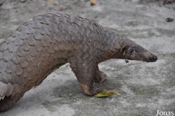 Phnom Tamao Zoo and Wildlife Rescue Center (PTWRC)