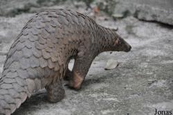 Phnom Tamao Zoo and Wildlife Rescue Center (PTWRC)