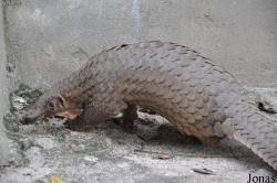Phnom Tamao Zoo and Wildlife Rescue Center (PTWRC)