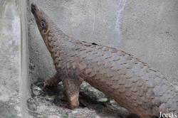 Phnom Tamao Zoo and Wildlife Rescue Center (PTWRC)
