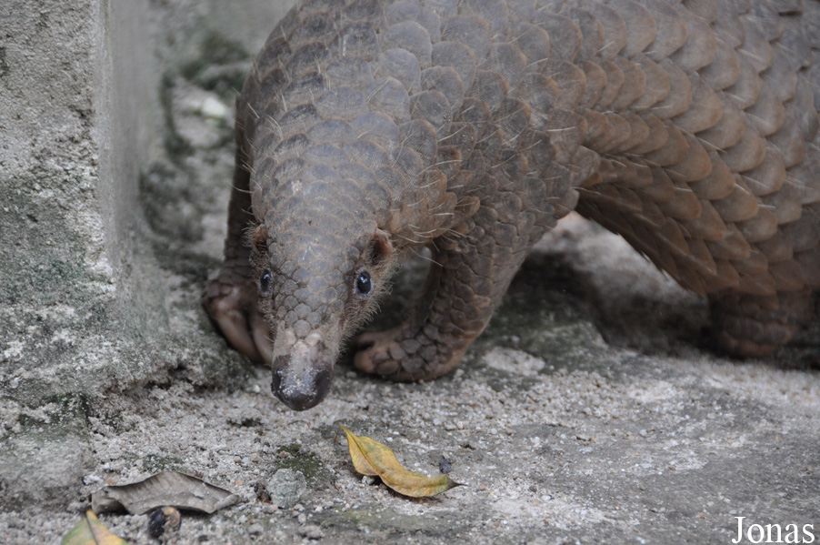 Phnom Tamao Zoo and Wildlife Rescue Center (PTWRC)