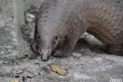 Phnom Tamao Zoo and Wildlife Rescue Center (PTWRC)