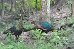 Phnom Tamao Zoo and Wildlife Rescue Center (PTWRC)