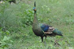 Phnom Tamao Zoo and Wildlife Rescue Center (PTWRC)
