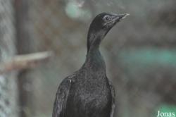 Microcarbo niger