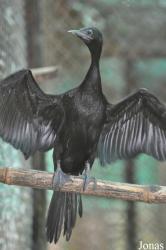 Phnom Tamao Zoo and Wildlife Rescue Center (PTWRC)