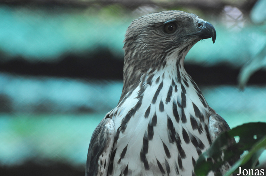Phnom Tamao Zoo and Wildlife Rescue Center (PTWRC)