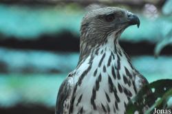 Phnom Tamao Zoo and Wildlife Rescue Center (PTWRC)