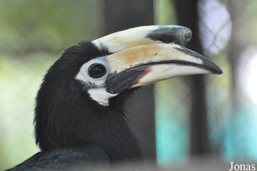 Phnom Tamao Zoo and Wildlife Rescue Center (PTWRC)