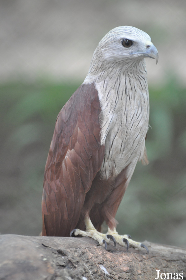 Phnom Tamao Zoo and Wildlife Rescue Center (PTWRC)