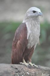 Phnom Tamao Zoo and Wildlife Rescue Center (PTWRC)