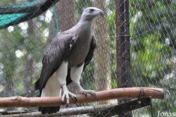 Phnom Tamao Zoo and Wildlife Rescue Center (PTWRC)