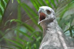 Phnom Tamao Zoo and Wildlife Rescue Center (PTWRC)