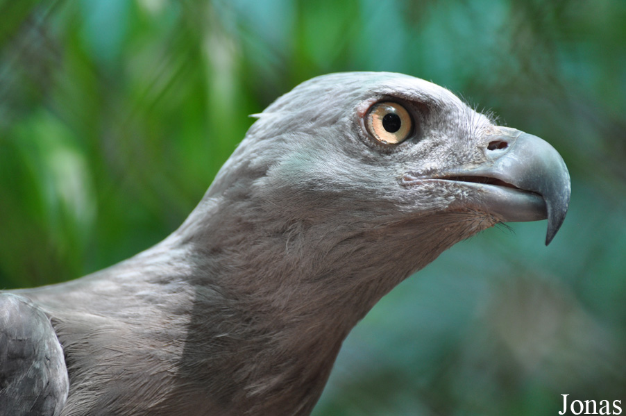 Phnom Tamao Zoo and Wildlife Rescue Center (PTWRC)