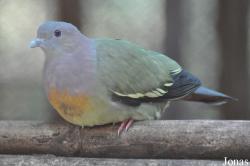 Phnom Tamao Zoo and Wildlife Rescue Center (PTWRC)