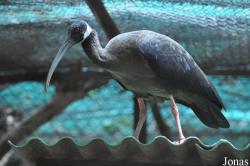 Phnom Tamao Zoo and Wildlife Rescue Center (PTWRC)