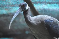 Phnom Tamao Zoo and Wildlife Rescue Center (PTWRC)