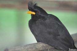Phnom Tamao Zoo and Wildlife Rescue Center (PTWRC)
