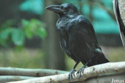 Phnom Tamao Zoo and Wildlife Rescue Center (PTWRC)