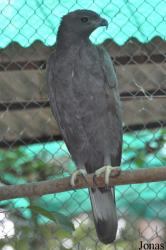 Phnom Tamao Zoo and Wildlife Rescue Center (PTWRC)