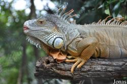 Phnom Tamao Zoo and Wildlife Rescue Center (PTWRC)