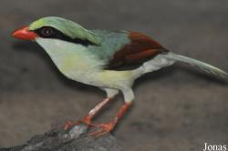 Cissa hypoleuca