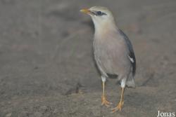 Acridotheres burmannicus