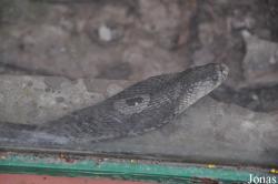Cu Chi Wildlife Rescue Station