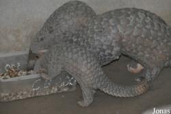 Cu Chi Wildlife Rescue Station