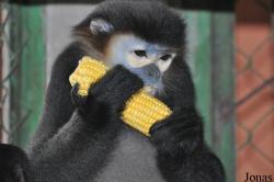 Cu Chi Wildlife Rescue Station