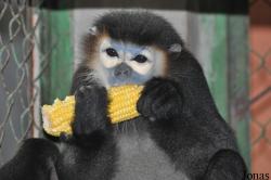 Cu Chi Wildlife Rescue Station
