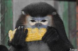 Cu Chi Wildlife Rescue Station