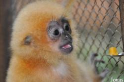 Cu Chi Wildlife Rescue Station