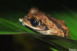 Arthroleptidae