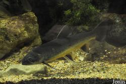 Lakes Aquarium