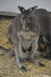 South Lakes Wild Animal Park